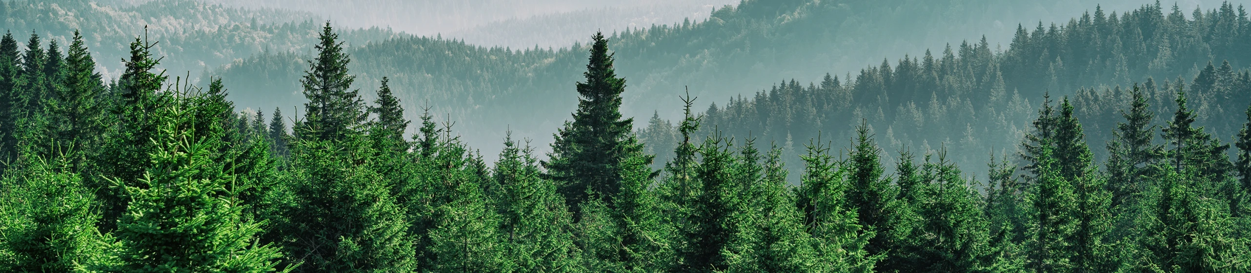 Forest@2x